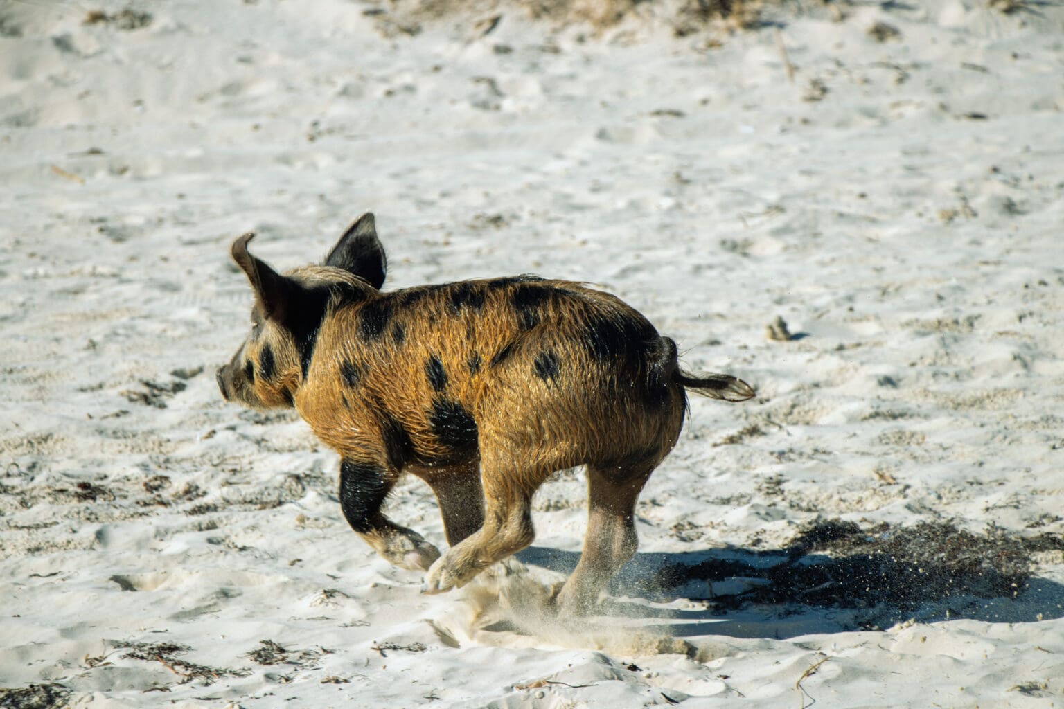 Bruin met zwart gestipt baby varken rennend op een strand met wit zand